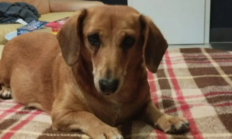 Tierarztpraxis Frank Nitschke