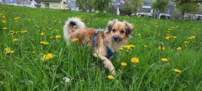 Tierarztpraxis Frankfurter Straße