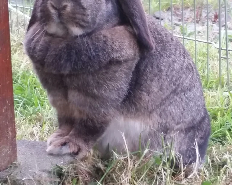 Tierarztpraxis Frankfurter Straße