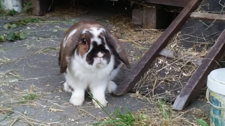 Tierarztpraxis Frankfurter Straße