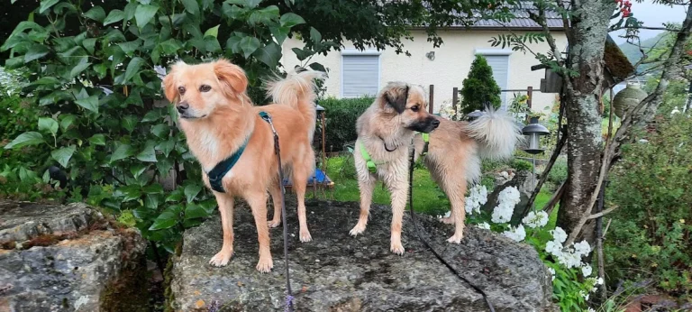 Tierarztpraxis Frankfurter Straße