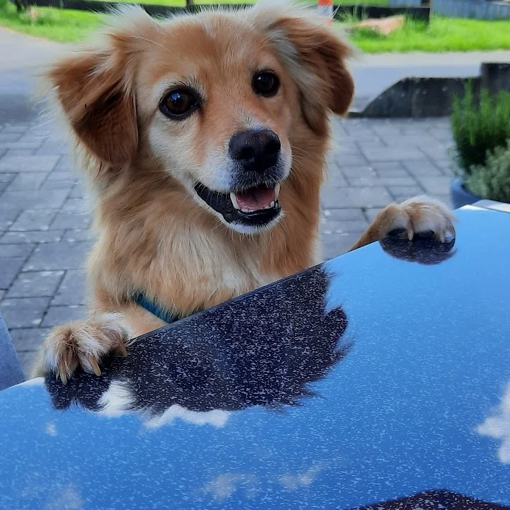 Tierarztpraxis Frankfurter Straße