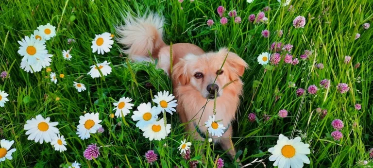 Tierarztpraxis Frankfurter Straße