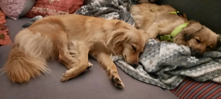 Tierarztpraxis Frankfurter Straße