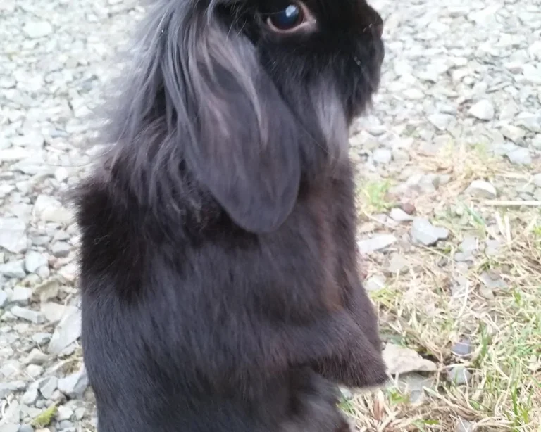 Tierarztpraxis Frankfurter Straße