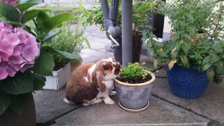 Tierarztpraxis Frankfurter Straße