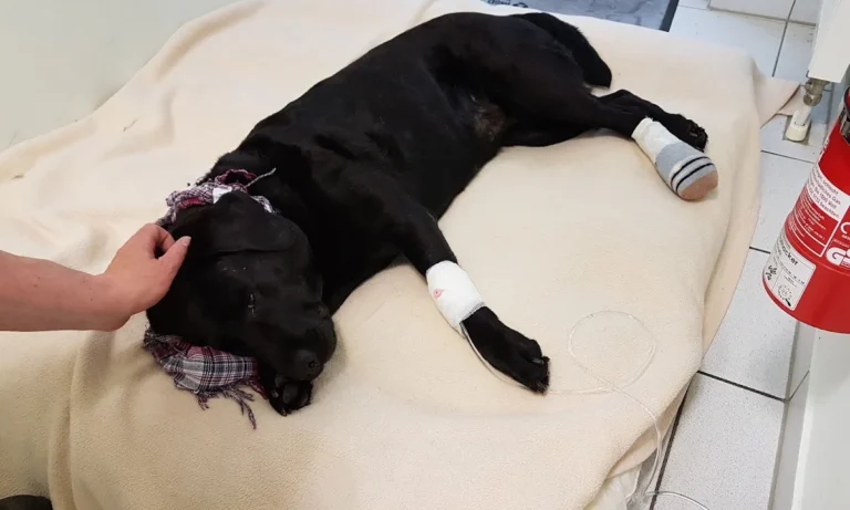 Tierarztpraxis Frese