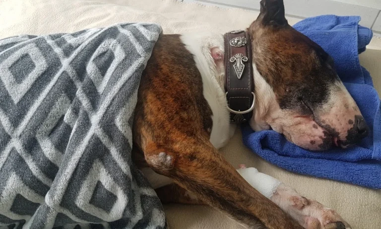 Tierarztpraxis Frese