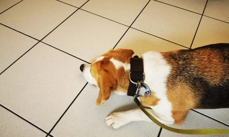 Tierarztpraxis Frese