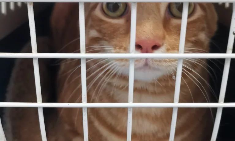 Tierarztpraxis Frese