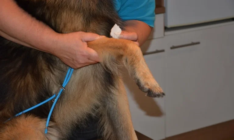 Tierarztpraxis Fuhlsbüttel Nord