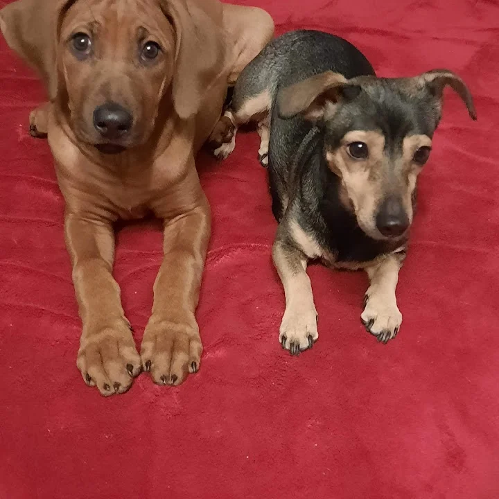 Tierarztpraxis Fuhlsbüttel Nord