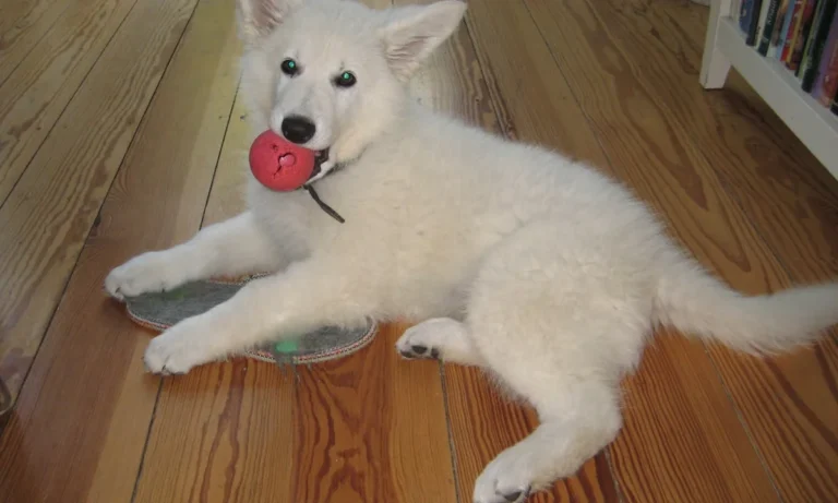 Tierarztpraxis Fuhlsbüttel Nord