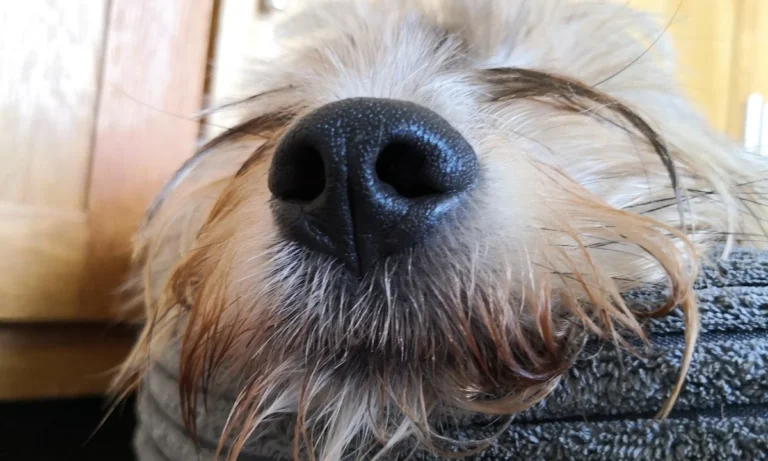 Tierarztpraxis Fuhlsbüttel Nord