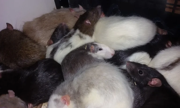 Tierarztpraxis Fuhlsbüttel Nord