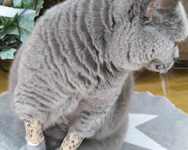 Tierarztpraxis Fuhlsbüttel Nord