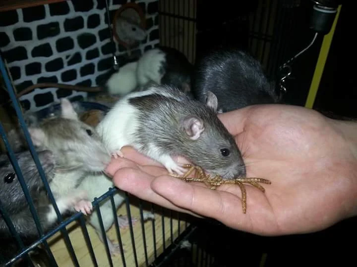 Tierarztpraxis Fuhlsbüttel Nord