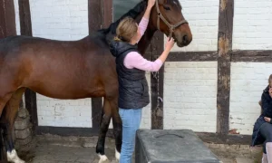 Tierarztpraxis für Chiropraktik und Akupunktur - Dr. Pia Fraté