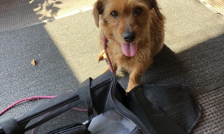 Tierarztpraxis für Groß- und Kleintiere, Bianca Born