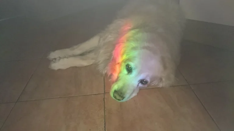 Tierarztpraxis für Kleintiere Dipl.-Vet.-Med. Andrea Lehmann