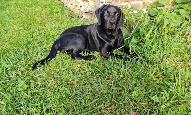 Tierarztpraxis für Kleintiere Dipl.-Vet.-Med. Andrea Lehmann