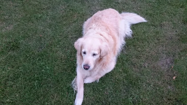 Tierarztpraxis für Kleintiere Dipl.-Vet.-Med. Andrea Lehmann