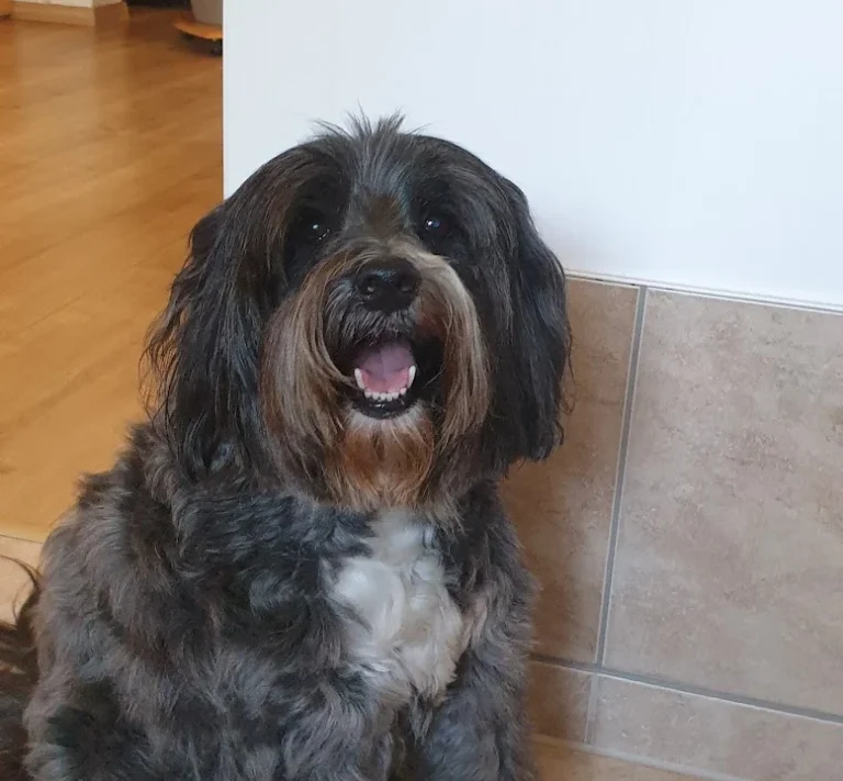 Tierarztpraxis für Kleintiere Dipl.-Vet.-Med. Andrea Lehmann