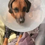 Tierarztpraxis für Kleintiere und Reptilien