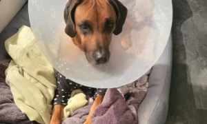 Tierarztpraxis für Kleintiere und Reptilien