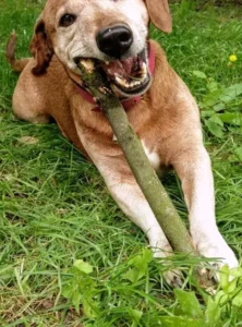 Tierarztpraxis Gerresheim - Dr. med. vet. Waltraud Gauls