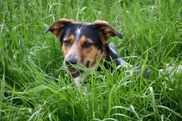 Tierarzt Tierarztpraxis Graßl P., Dr. A. Urabl München