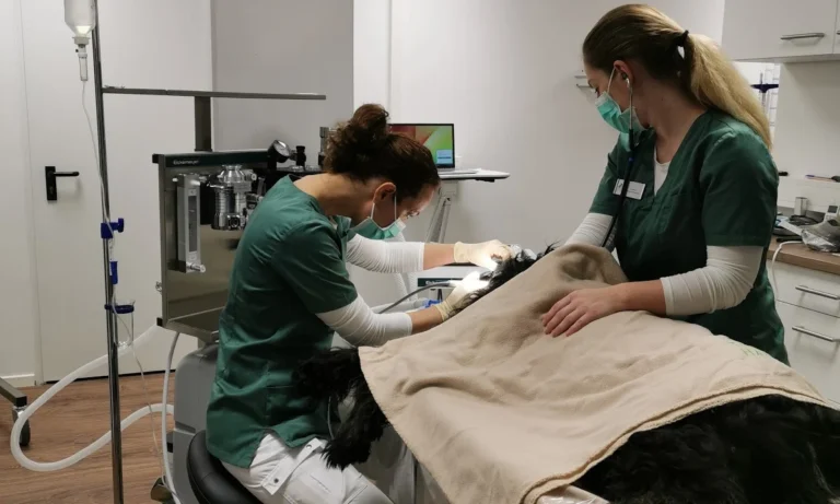 Tierarztpraxis Hamburg Berne - Tierärztin Linda Brüggemann