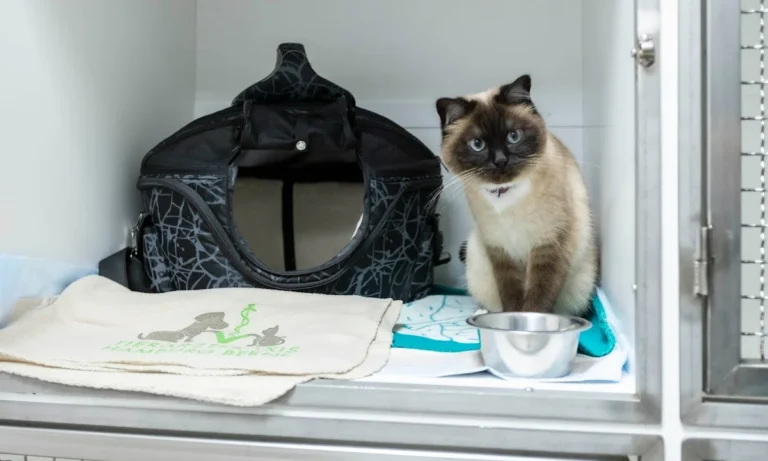 Tierarztpraxis Hamburg Berne - Tierärztin Linda Brüggemann