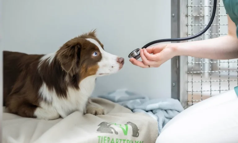 Tierarztpraxis Hamburg Berne - Tierärztin Linda Brüggemann