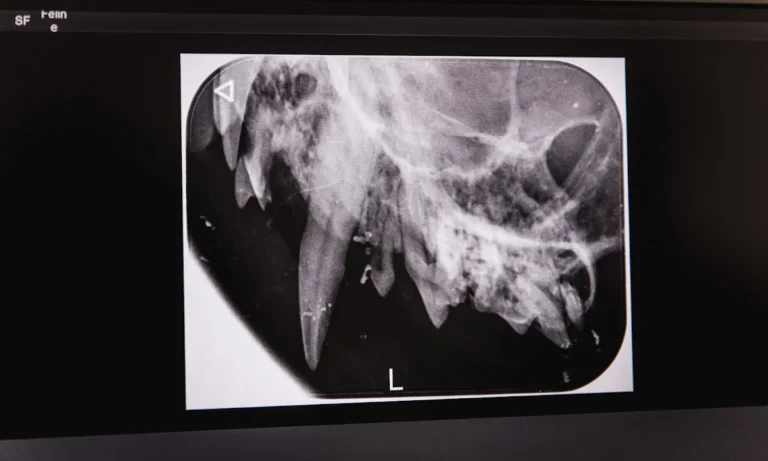 Tierarztpraxis Hamburg-Bramfeld, DVM MSc. Gregor Zschoch