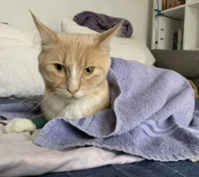 Tierarztpraxis Hauff