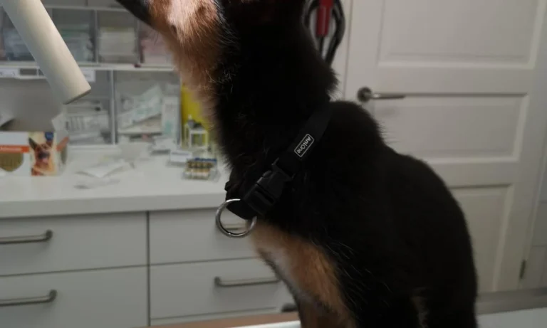 Tierarztpraxis Hauff