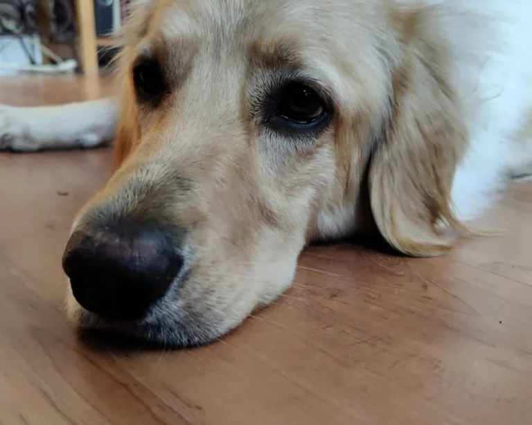 Tierarztpraxis Hauff