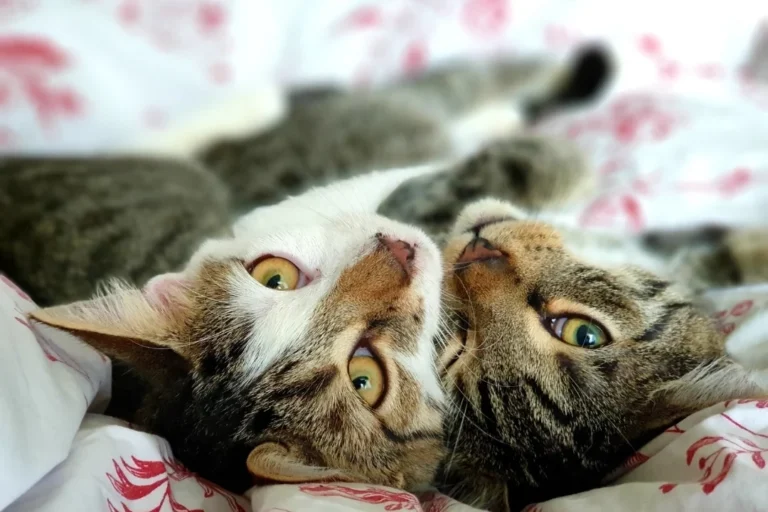 Tierarztpraxis Heideviertel