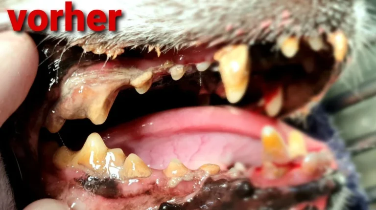 Tierarztpraxis Heideviertel