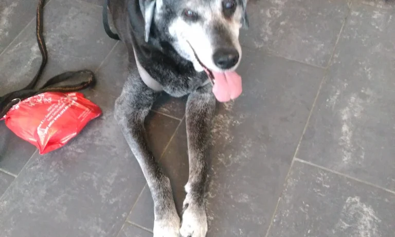 Tierarztpraxis Heideviertel