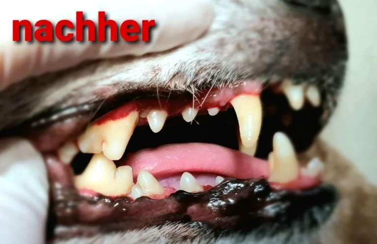 Tierarztpraxis Heideviertel