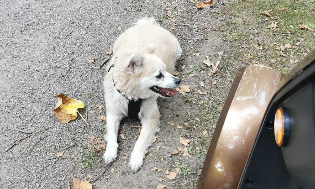 Tierarzt Tierarztpraxis Hildering Bottrop