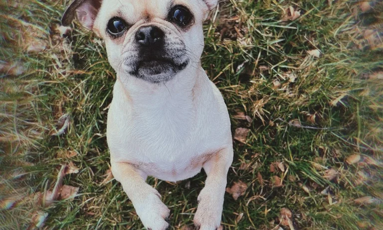 Tierarztpraxis Holger Seidler