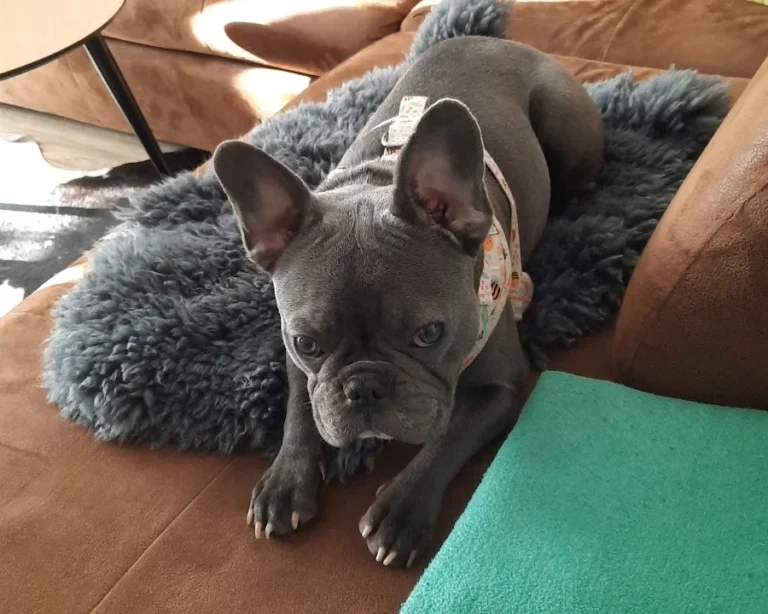 Tierarztpraxis Holger Seidler