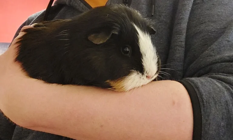 Tierarztpraxis Holger Seidler