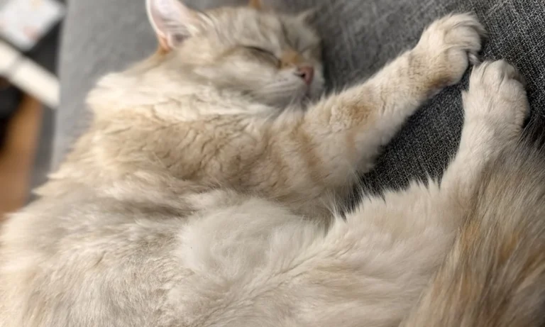 Tierarztpraxis Holger Seidler