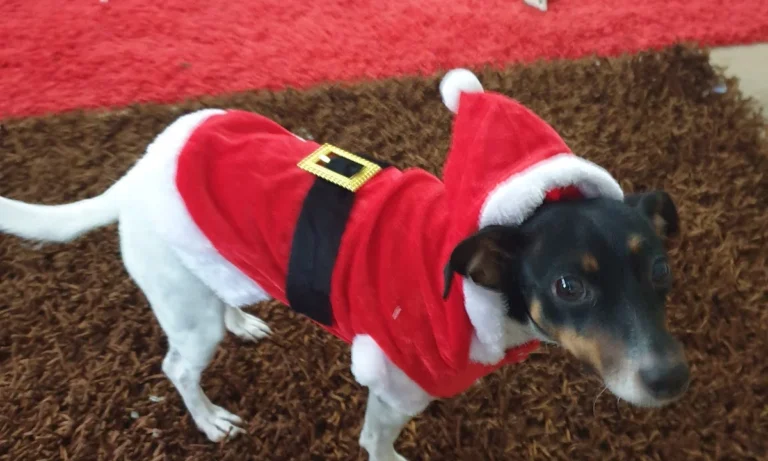 Tierarztpraxis Holger Seidler