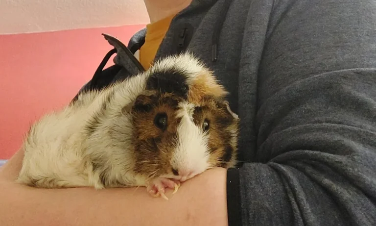 Tierarztpraxis Holger Seidler