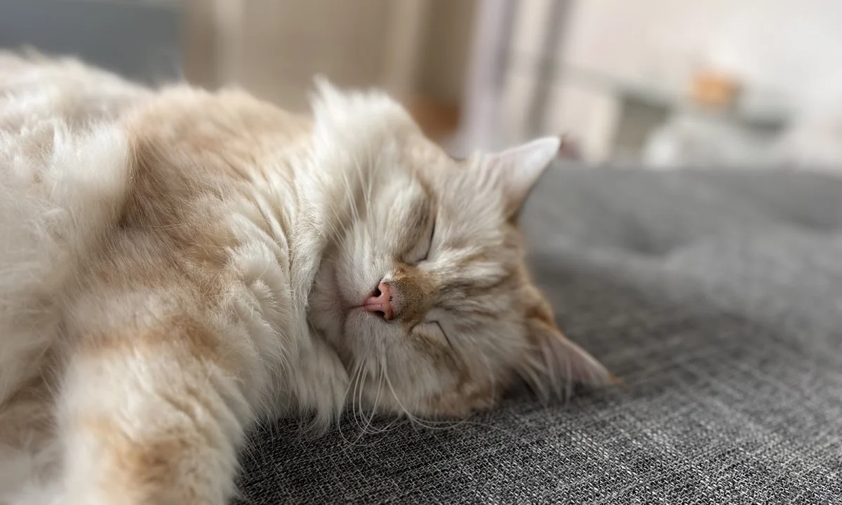 Tierarzt Tierarztpraxis Holger Seidler Chemnitz